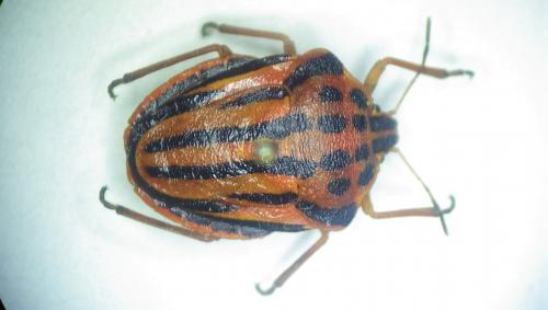 Réf. 275 577 : Graphosoma semipunctatum